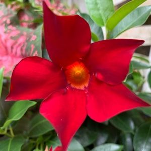 Meet your Posher, Chase